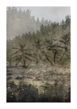 The Peaceful Forest - "Soul of a Nomad"