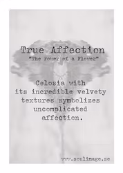 True Affection
