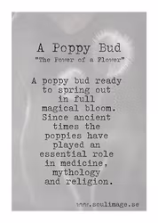 A Poppy Bud