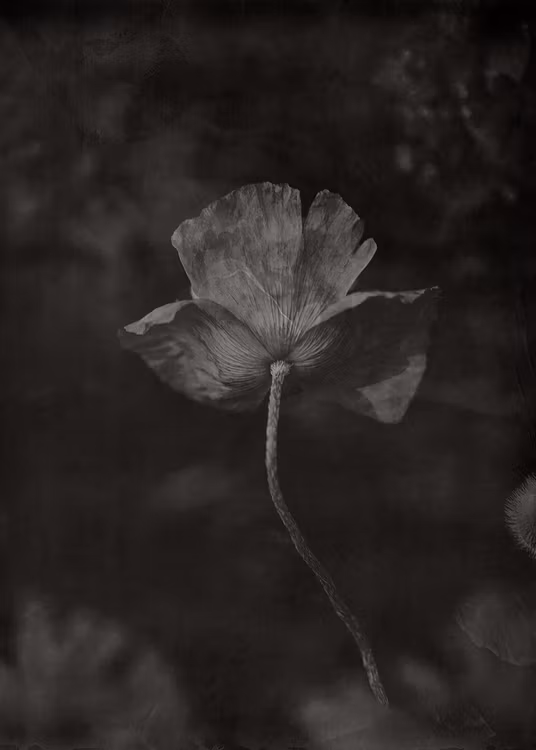 A Poppy Flower