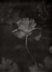A Poppy Flower