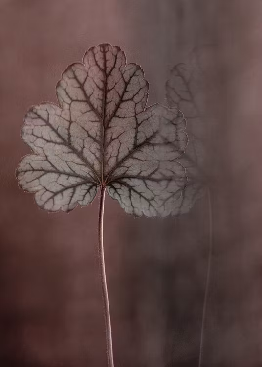 The Leaf