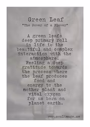 Green Leaf