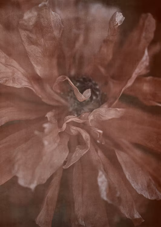 In Full Bloom - Card