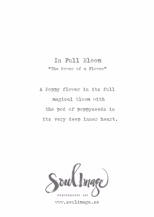 In Full Bloom - Card