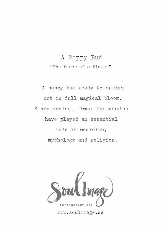 A Poppy Bud - Card