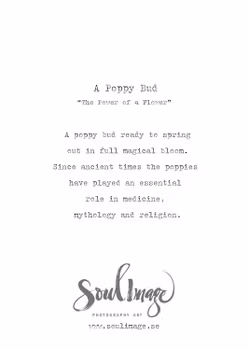 A Poppy Bud - Card