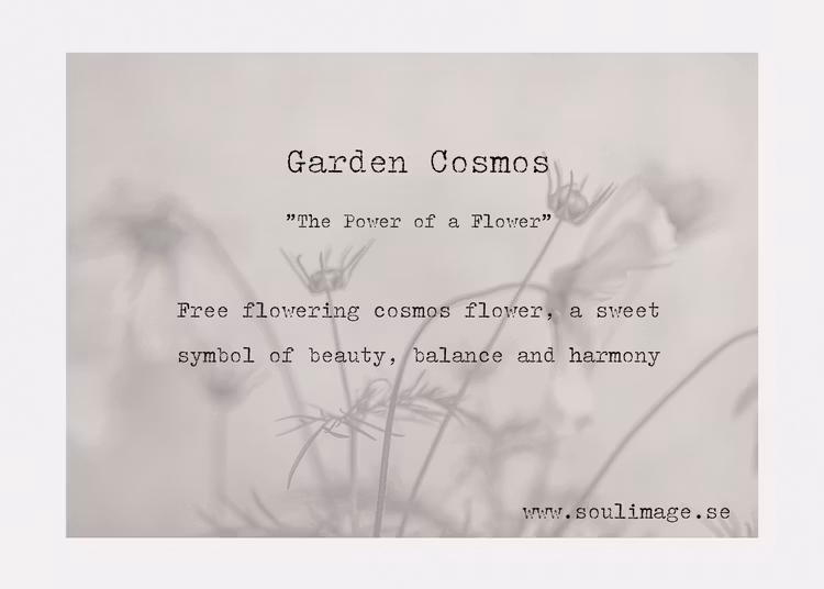 Cosmos Garden - "Power of a Flower"