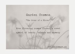 Cosmos Garden - "Power of a Flower"