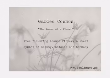 Cosmos Garden - "Power of a Flower"