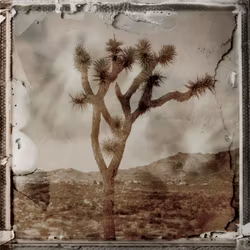 California Desert - Limited Edition