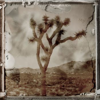 California Desert - Limited Edition