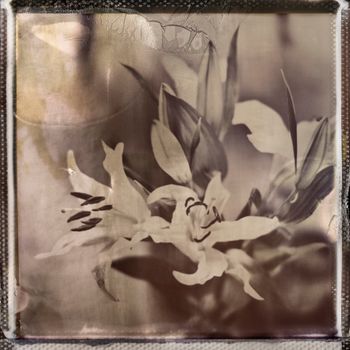 Sweet & Innocent - Limited Edition