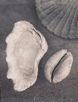 Seashells & Magic - Flowercard - 20-pack