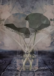 Leaf Symbolism  -”Reflections”