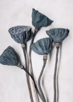 Blue Lotus - Card