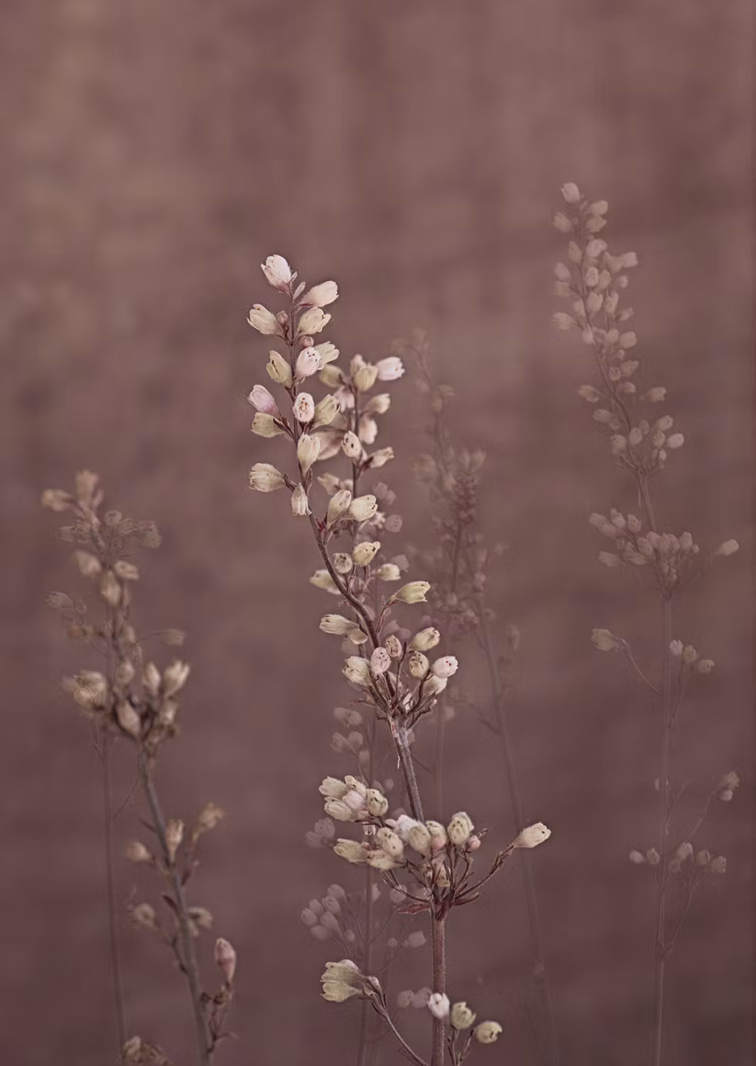 Coral Bells - Card