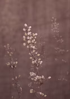 Coral Bells - Card
