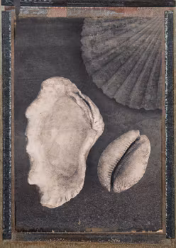 Seashells & Magic - Card