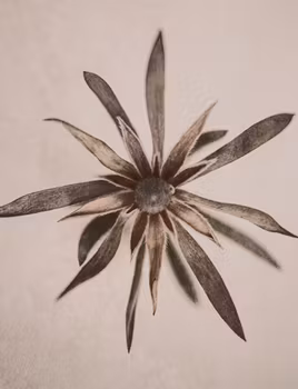 Star Flower - Greeting card