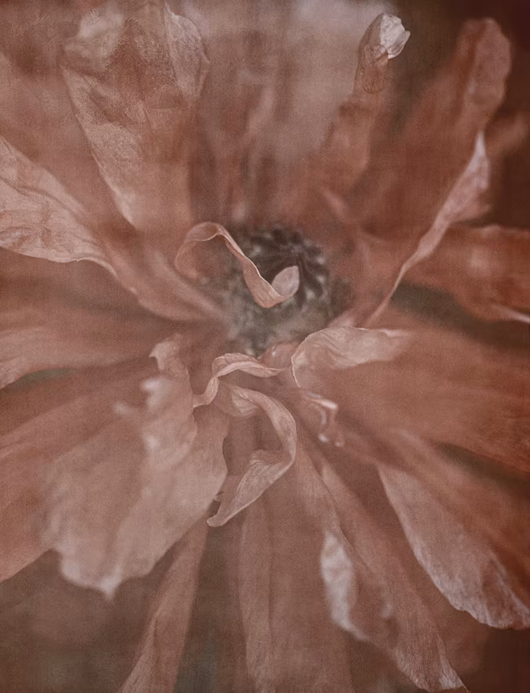 In Full Bloom - Greeting card