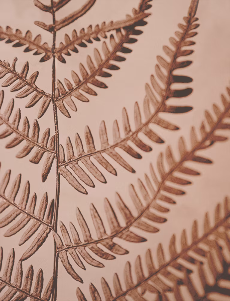 Red Fern - Card
