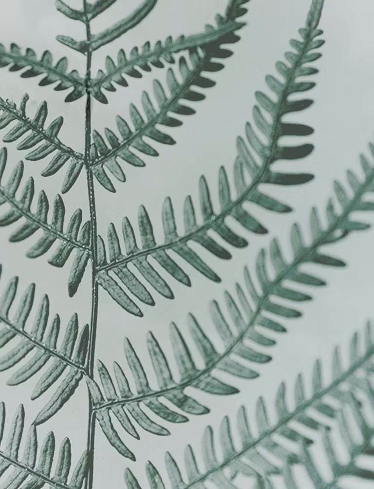Green Fern - A6 Card - 4 Pack