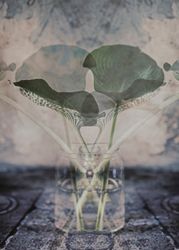 Leaf Symbolism - Art Prints