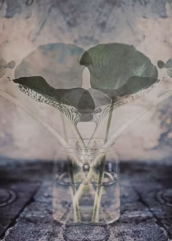 Leaf Symbolism - Art Prints