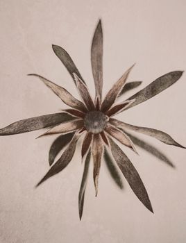 Star Flower - Flowercard - 20-pack