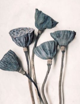Blue Lotus - Flowercard - 20-pack