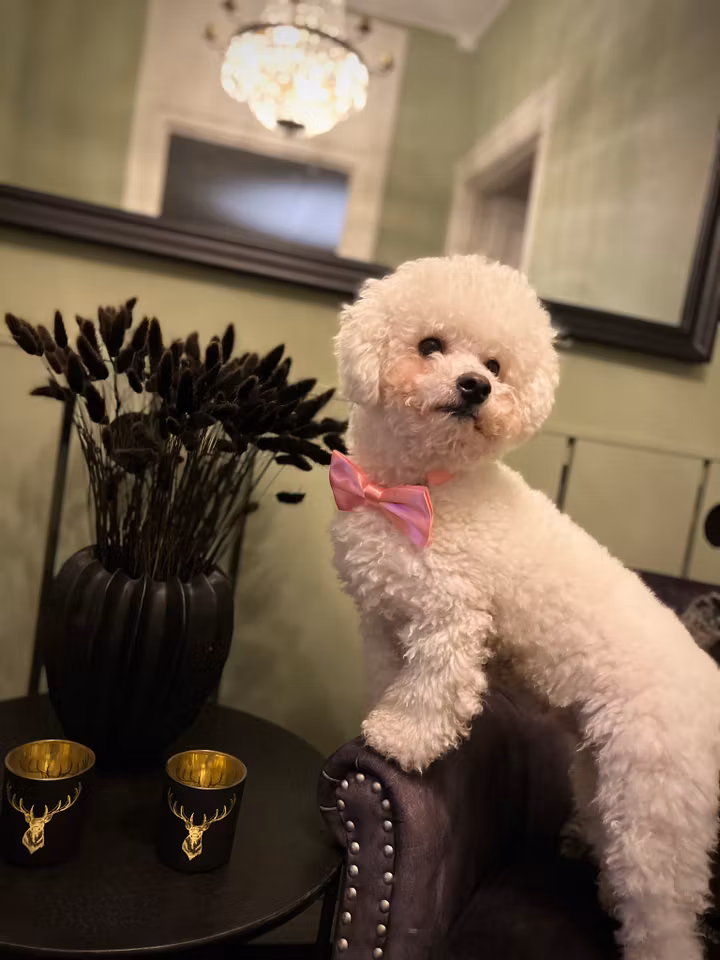 Teddyfluga rosa