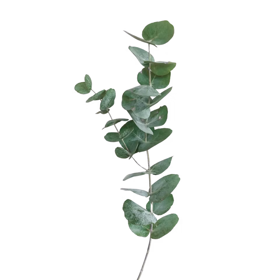 Essential Oil - Eucalyptus 10ml