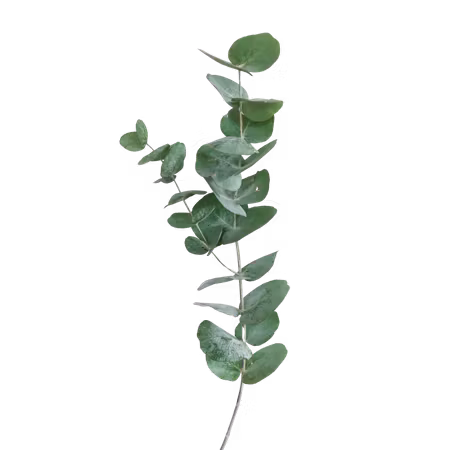 Eteriskolja - Eucalyptus 10ml