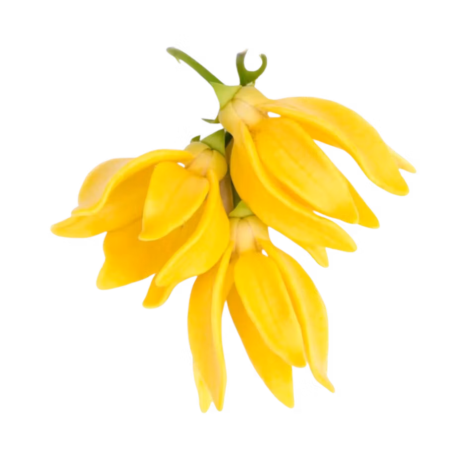 Essential Oil - Ylang Ylang 10ml