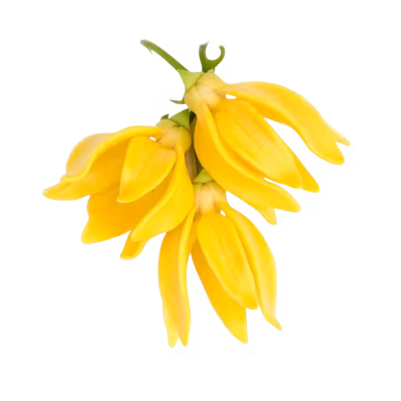 Eteriskolja - Ylang Ylang 10ml
