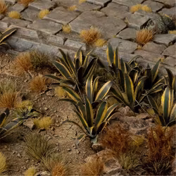 Agave