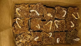 Braständare
