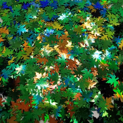 Spring Maple