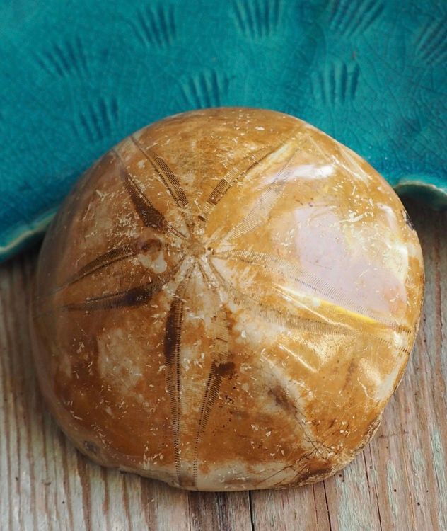 Sanddollar