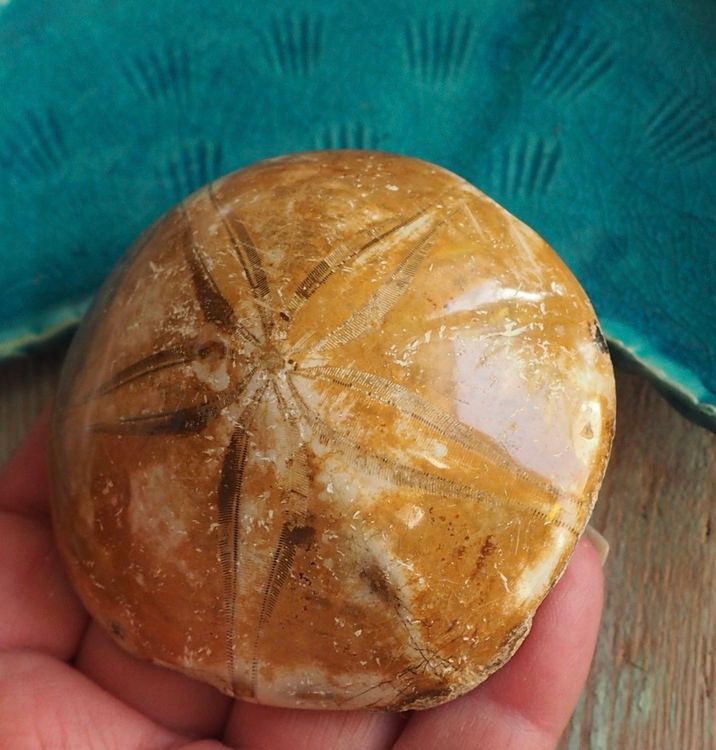 Sanddollar