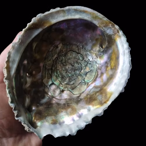 Abalone Snäckskal