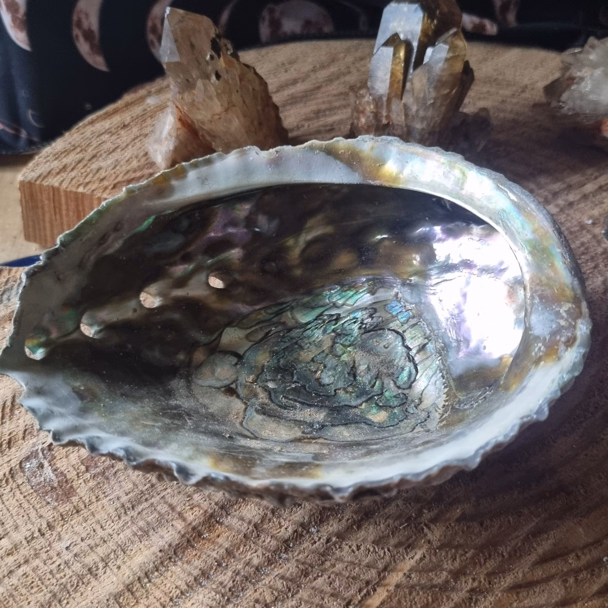 Abalone Snäckskal