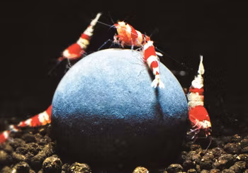 Tourmalin mineral boll