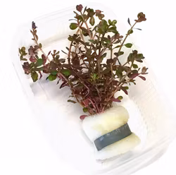 Rotala Blood Red