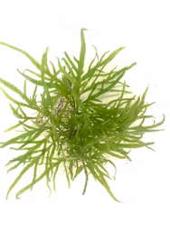 Microsorum pteropus ´trident´