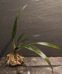 Aridarum montanum