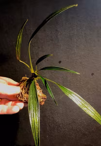 Aridarum montanum