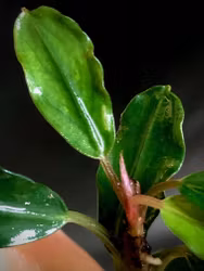 Bucephalandra Kir Royal