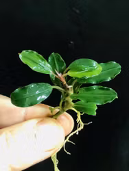 Bucephalandra Kir Royal